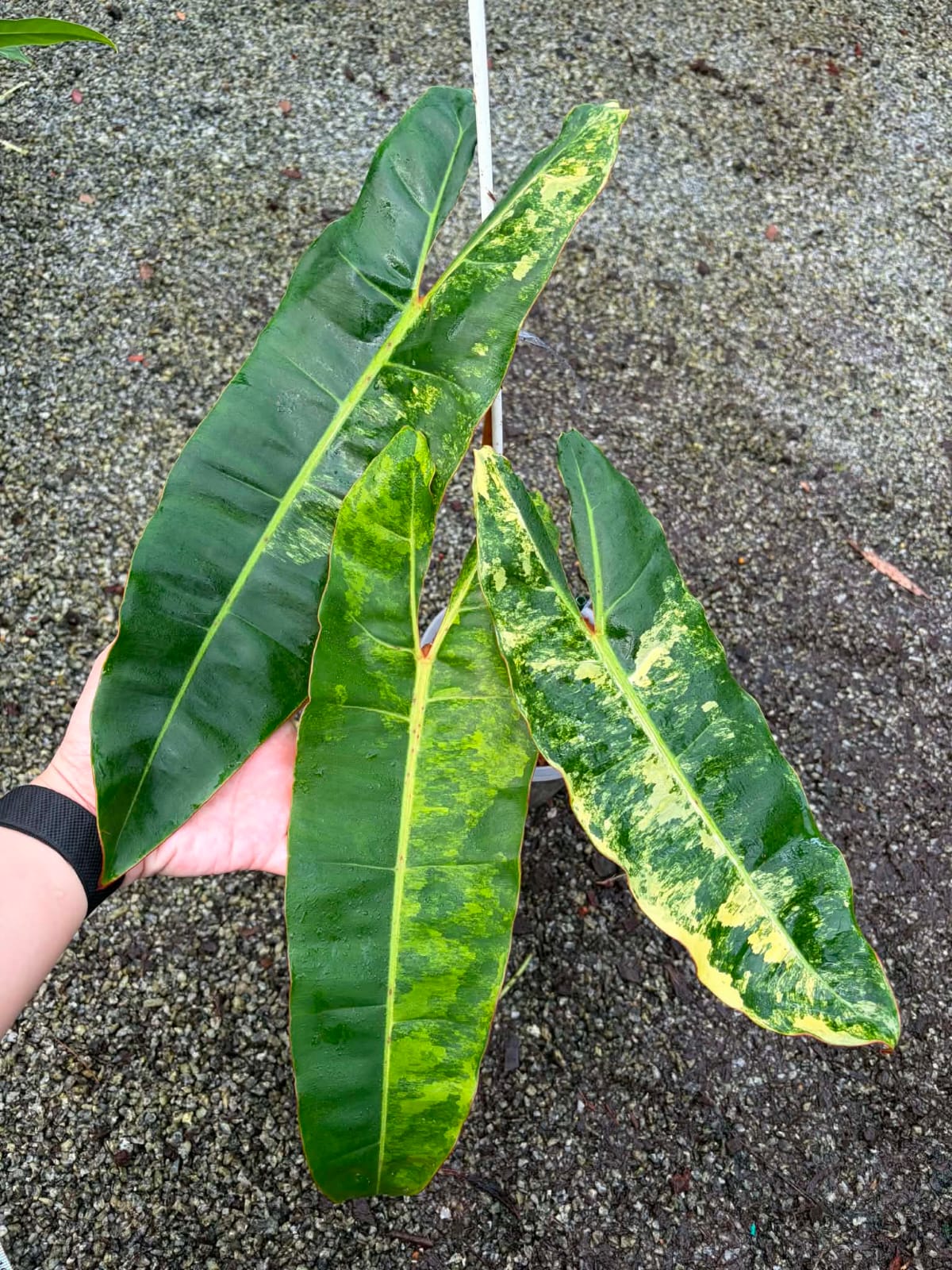 Philodendron Billietiae Var - Pre Order