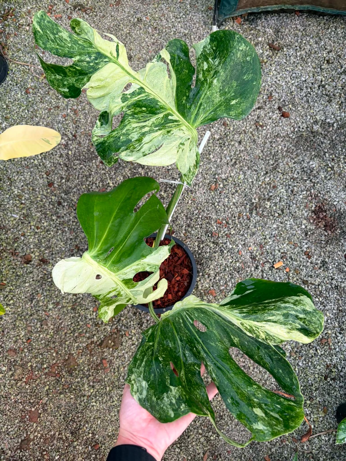 Monstera Ocean Mint - Pre Order