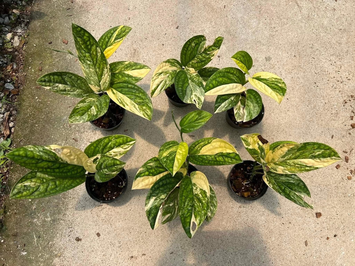 Monstera Peru Variegated- Pre Order