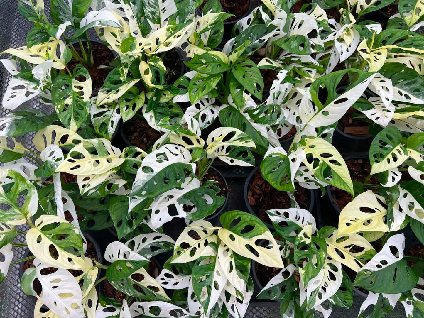 Monstera Adansonii Albo - Pre Order