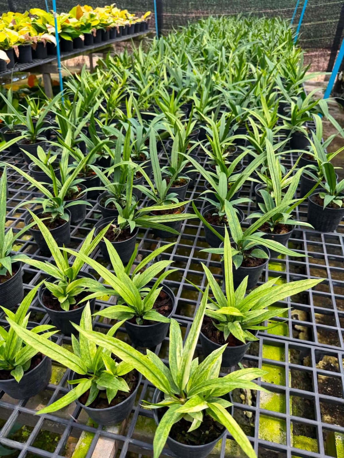 Anthurium Vittarifolium Variegated - Pre Order