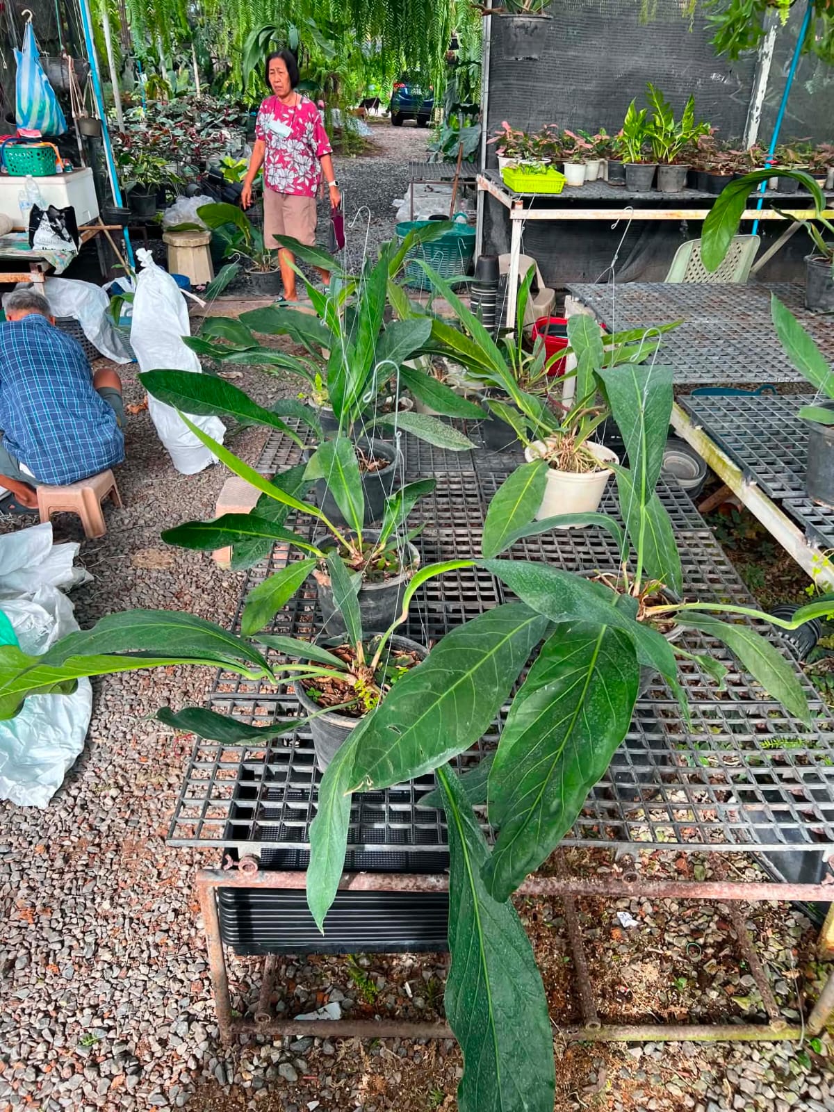Anthurium Big Bill - Pre Order
