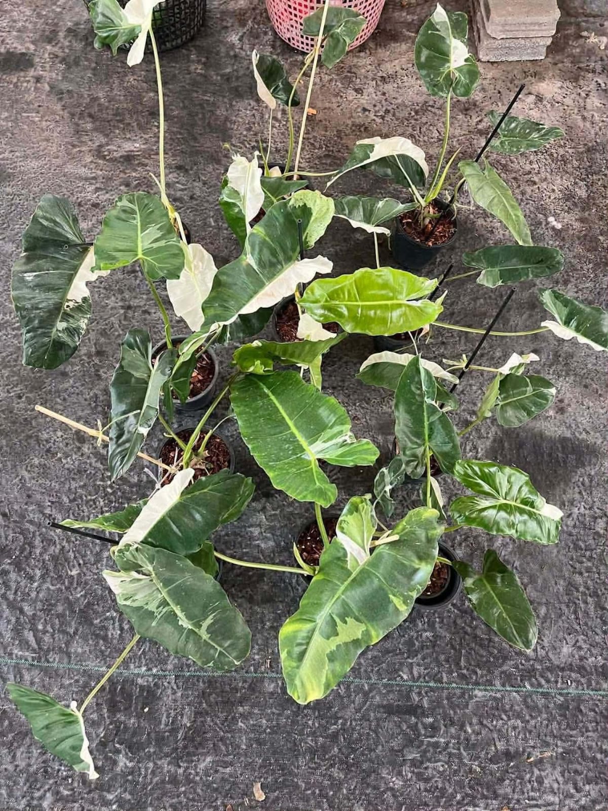 Philodendron Paraiso Verde Albo - Pre Order