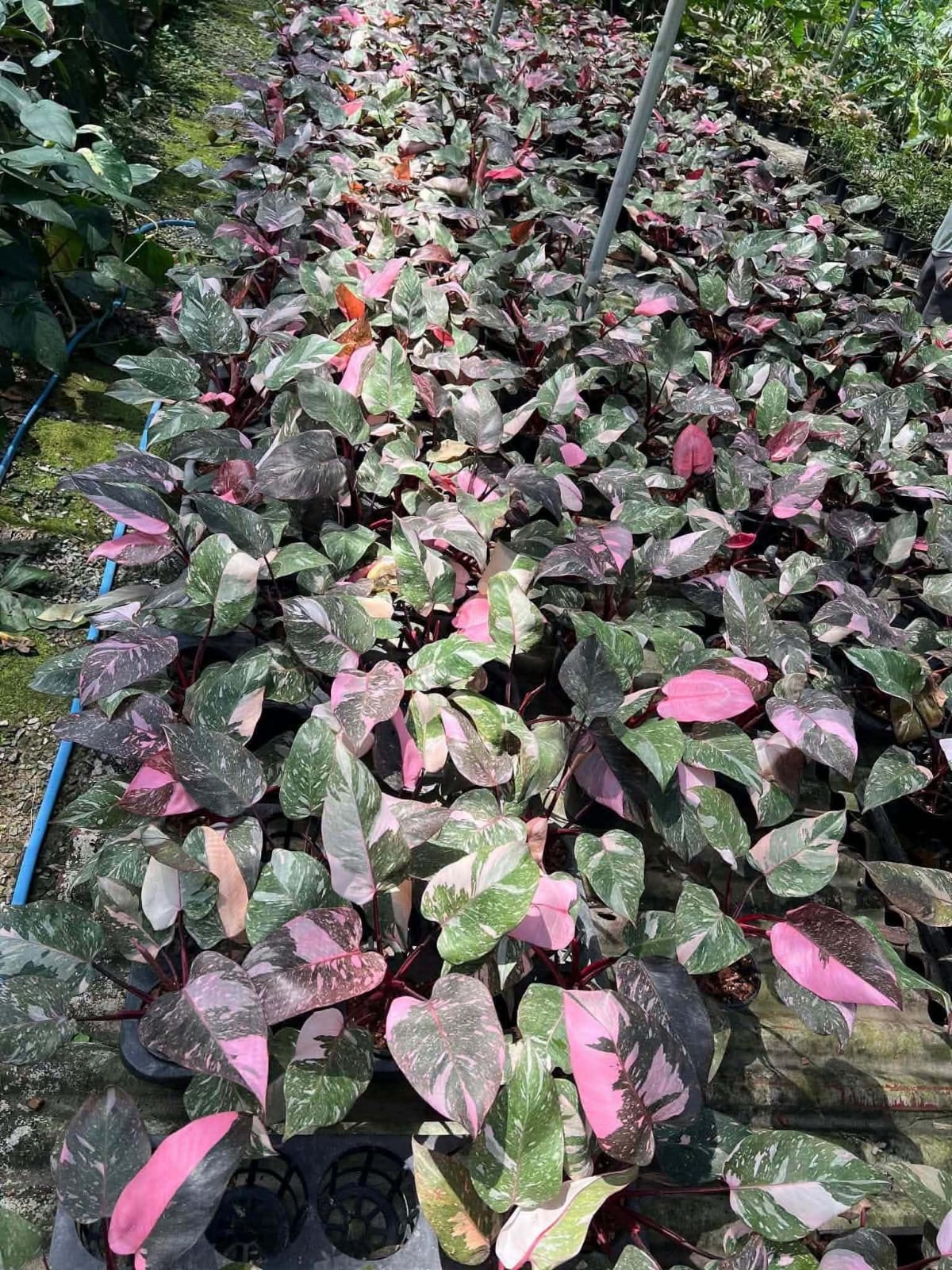 Philodendron Pink Princess Galaxy - Pre Order