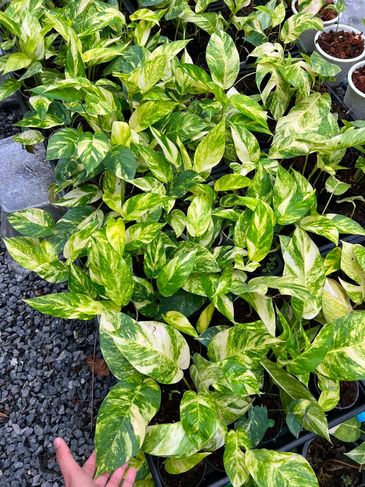 Epipremnum Pinnatum Yellow Flame - Pre Order