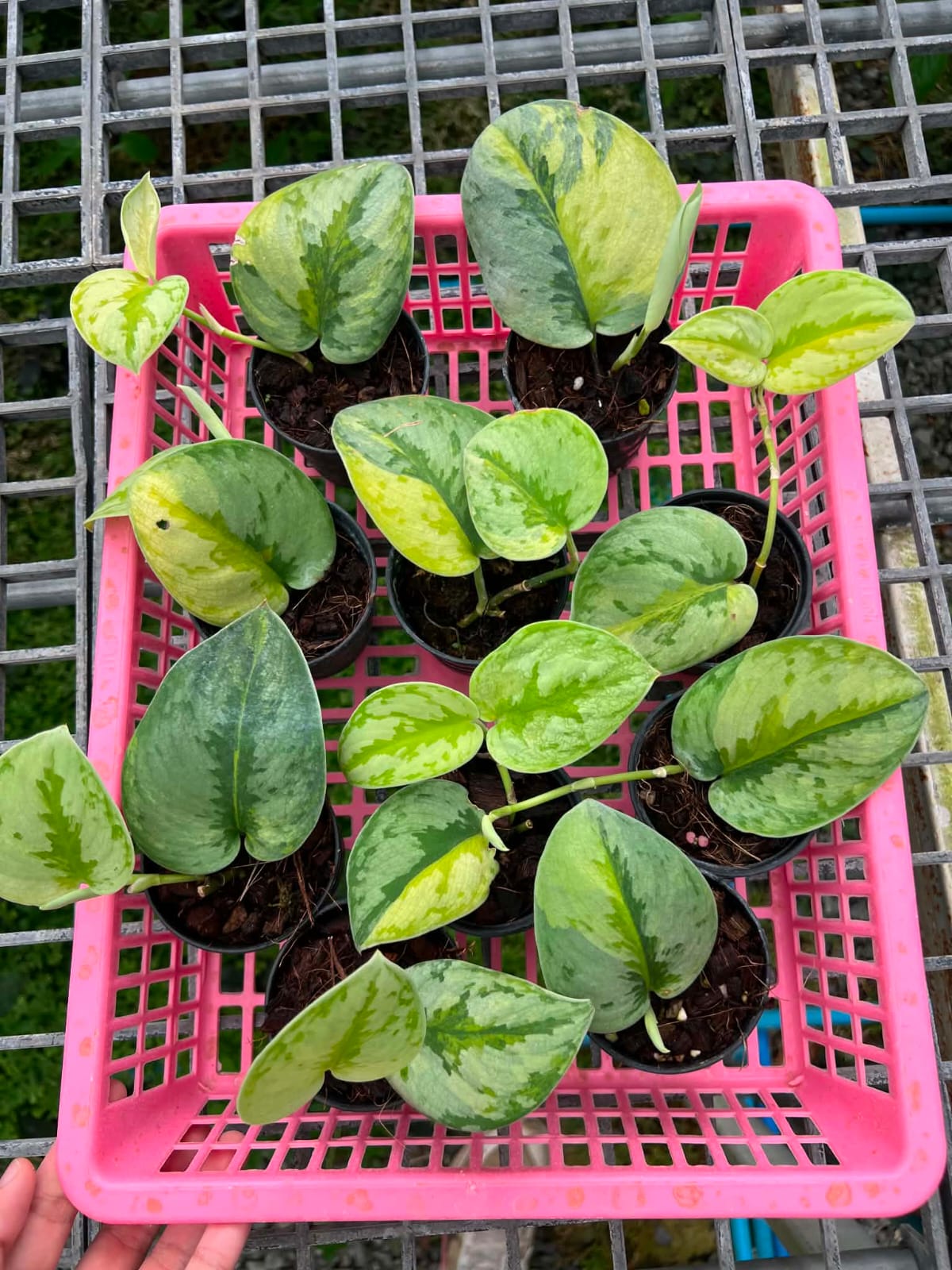 Scindapsus Yupa - Pre Order