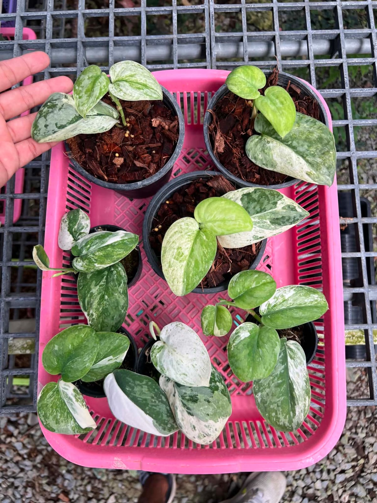 Scindapsus Acintya - Pre Order