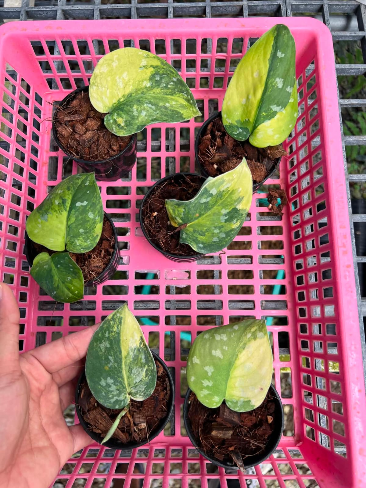 Scindapsus Sentarum - Pre Order