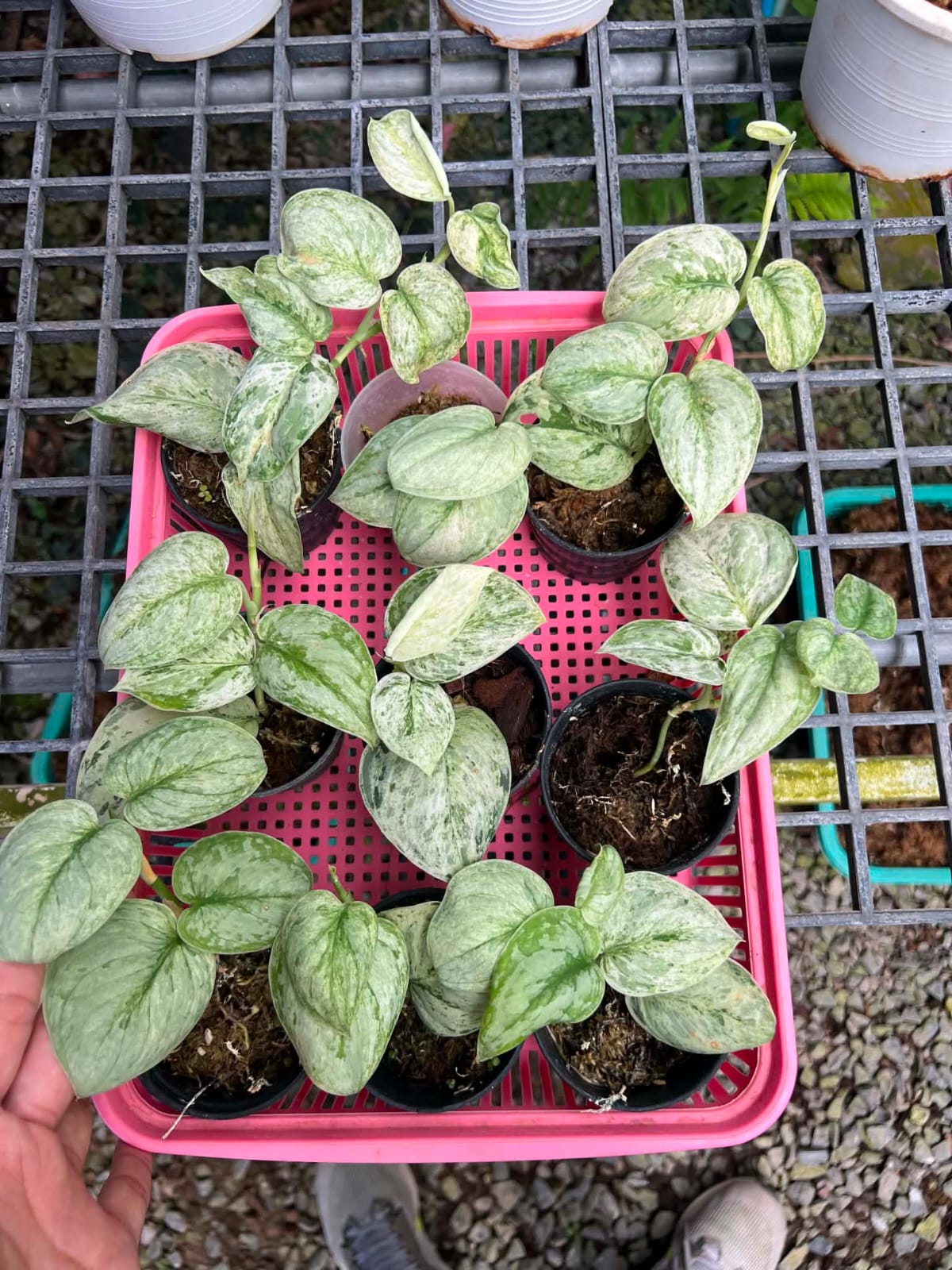 Scindapsus Peasun - Pre Order