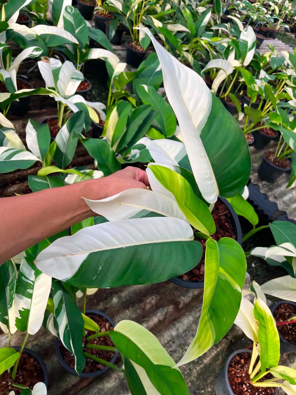 Epipremnum Giganteum Albo- Pre Order