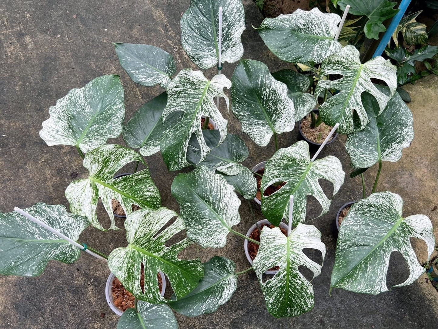 Monstera Devil Monster - Pre Order