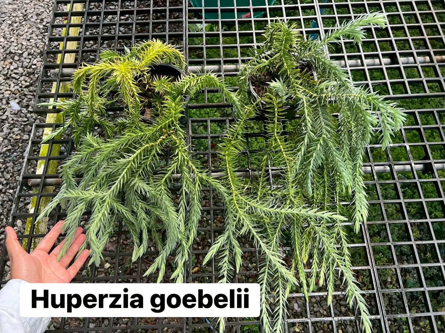 Huperzia Goebelii - Pre Order