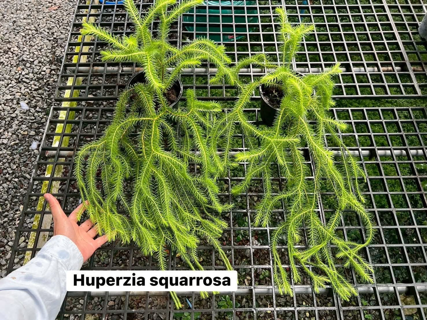 Huperzia Squarrosa - Pre Order