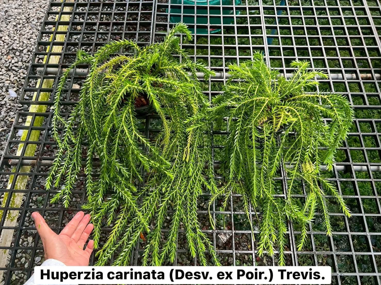 Huperzia Carinata (Desv.ex Poir) Trevis - Pre Order