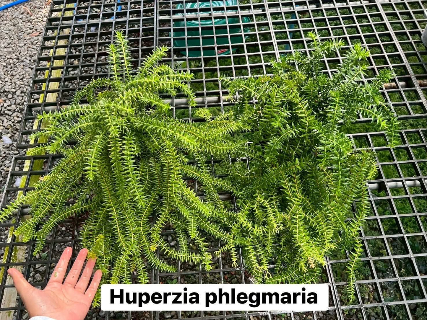 Huperzia Phlegmaria - Pre Order
