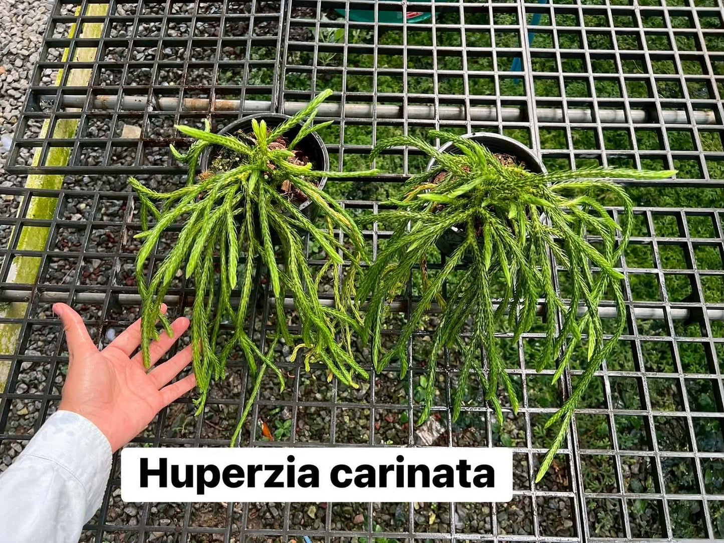Huperzia Carinata - Pre Order