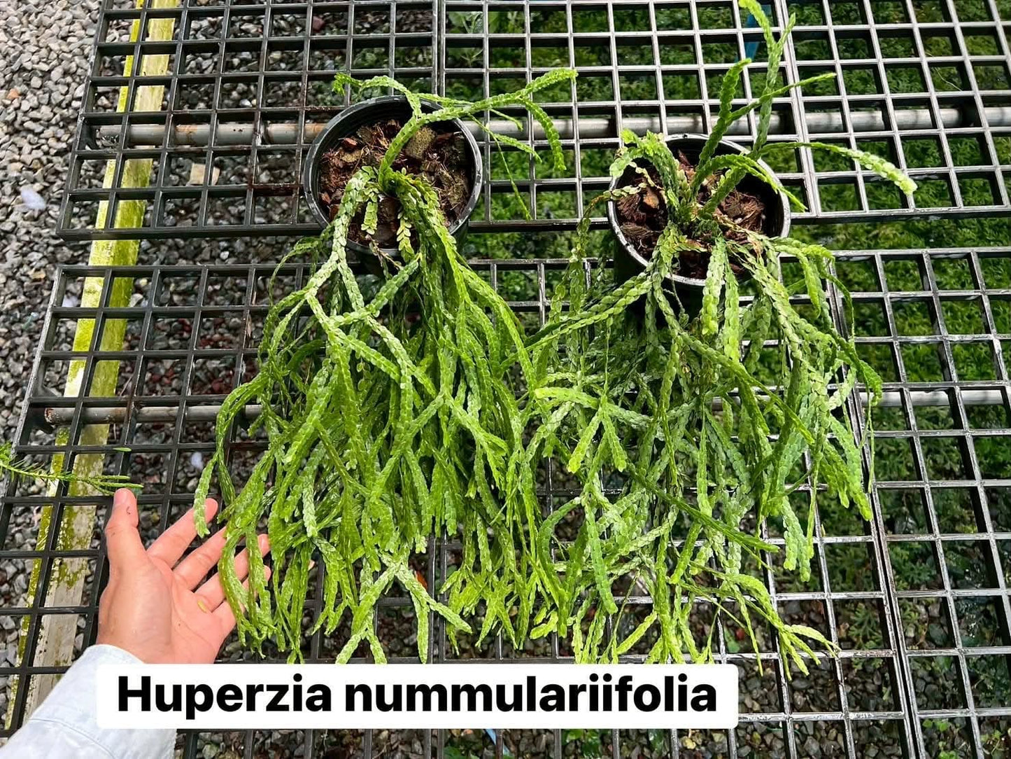 Huperzia Nummulariifolia - Pre Order