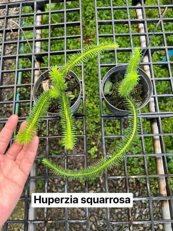 Huperzia Squarrosa - Pre Order