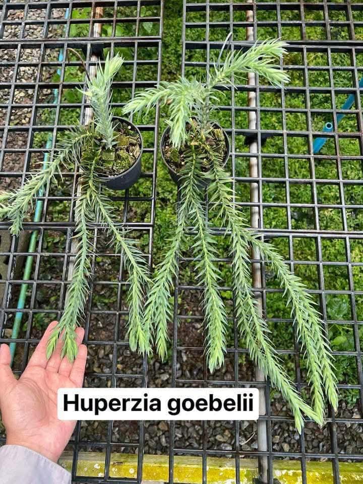 Huperzia Goebelii - Pre Order