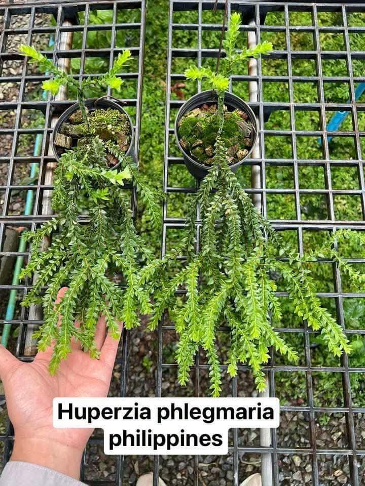 Huperzia Phlegmaria Philippines - Pre Order