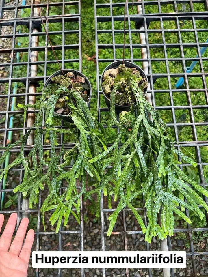 Huperzia Nummulariifolia - Pre Order