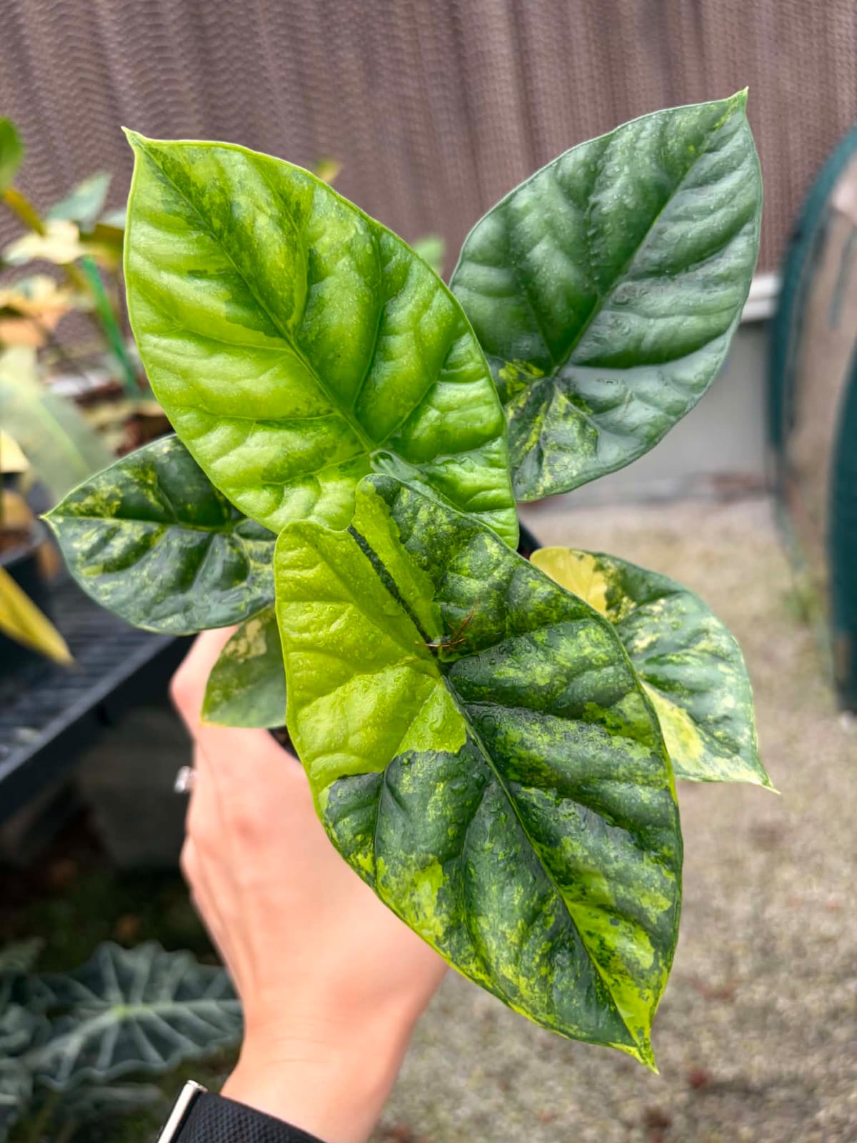 Alocasia Sinuata Aurea - Pre Order