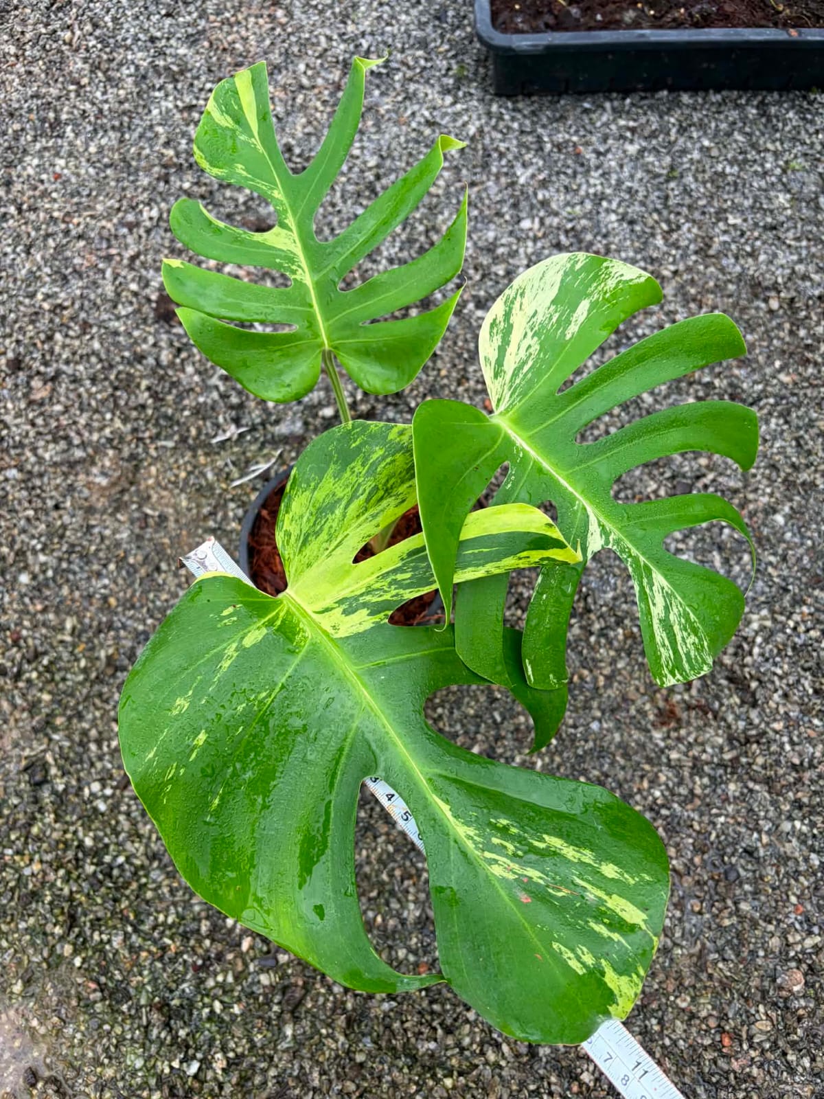 Monstera Light Lime  - Pre Order