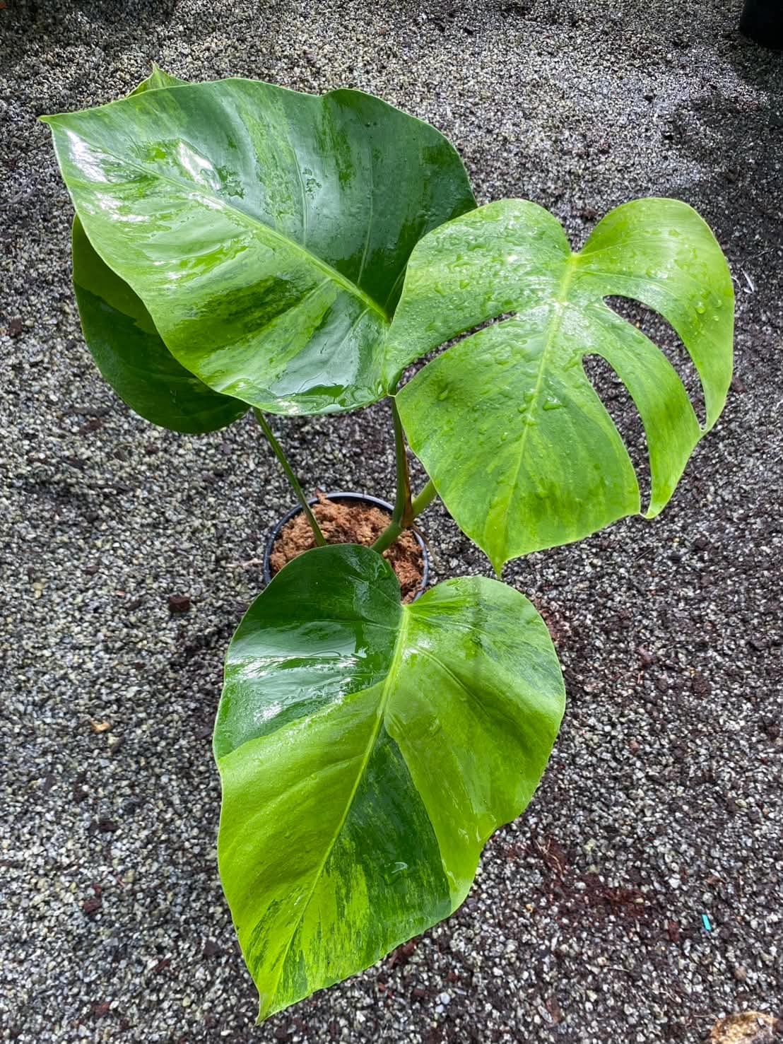 Monstera Borsigiana Green on Green B - Pre Order