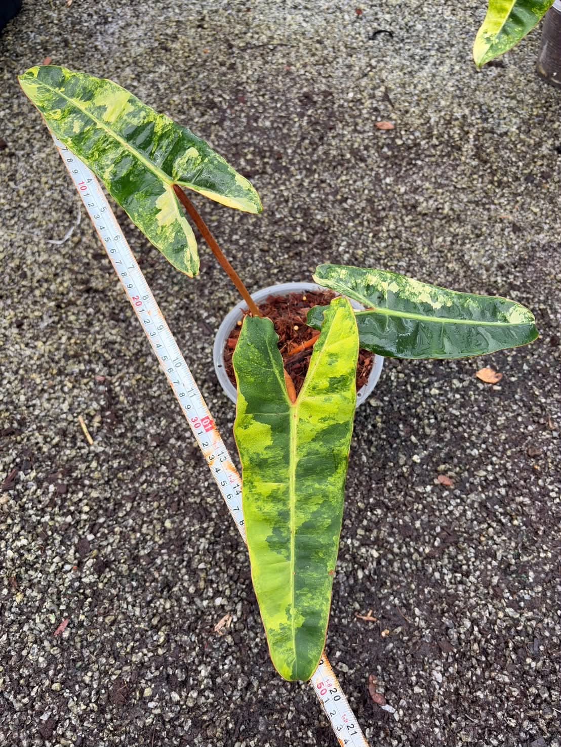 Philodendron Billietiae Variegated - Pre Order