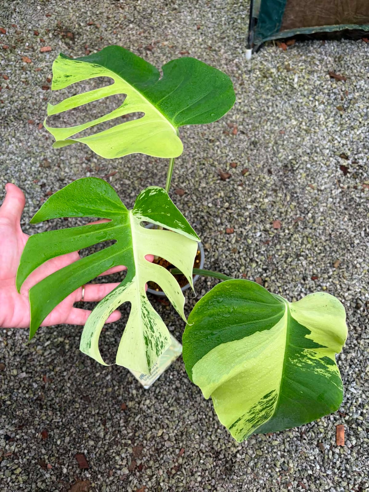 Monstera Light Lime- Pre Order