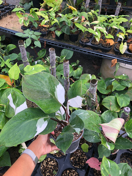 Philodendron White knight (Pre-Order)