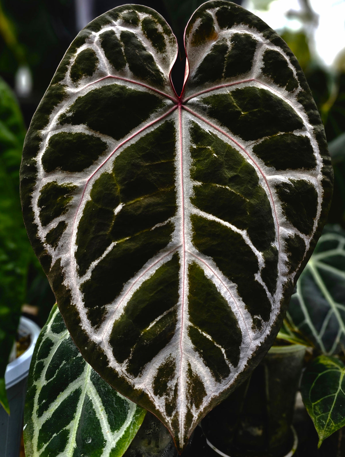 Wonderdoy (parent plant)