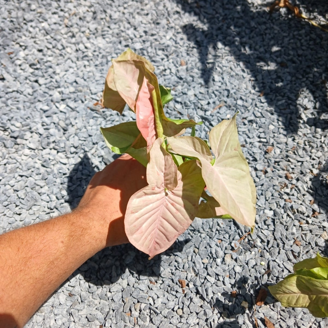 Syngonium Pink Spot