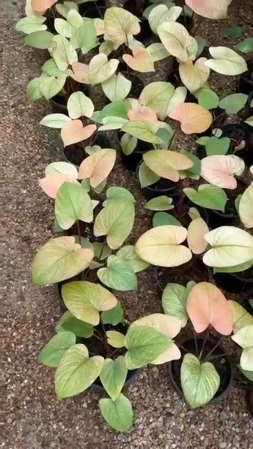 Homalomena Mint