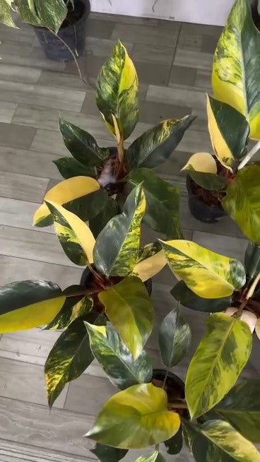 Philodendron Yellow Congo