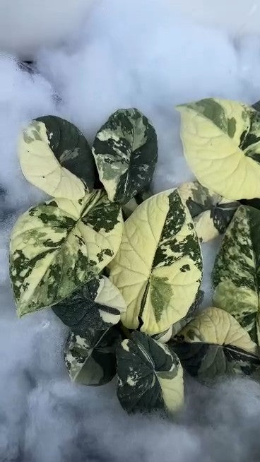 Alocasia Melo Variegated