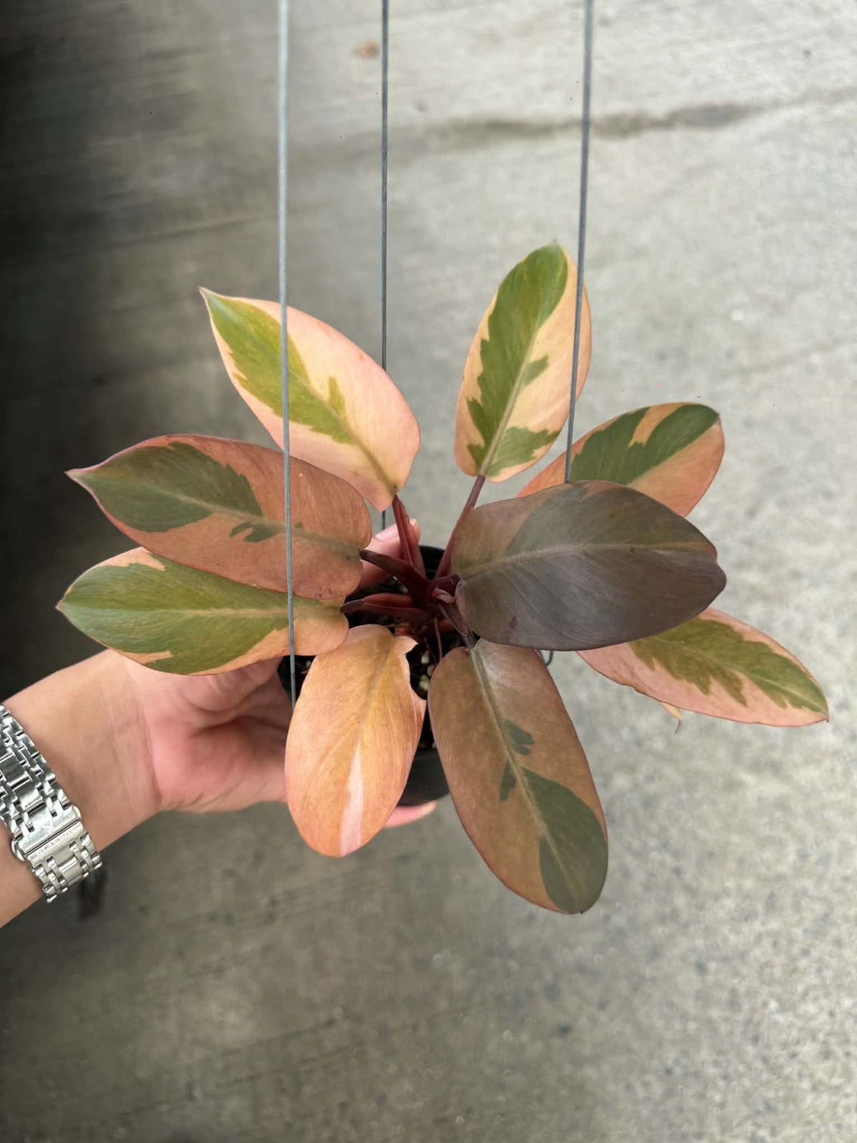 Philodendron Black Cardinal Variegated