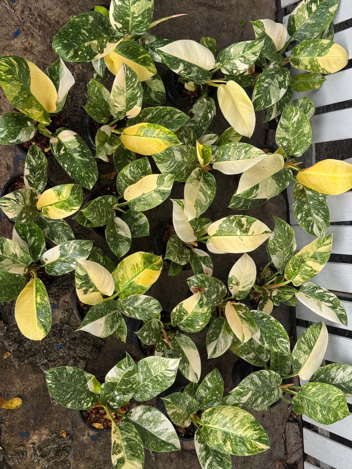 Philodendron Green Hybrid