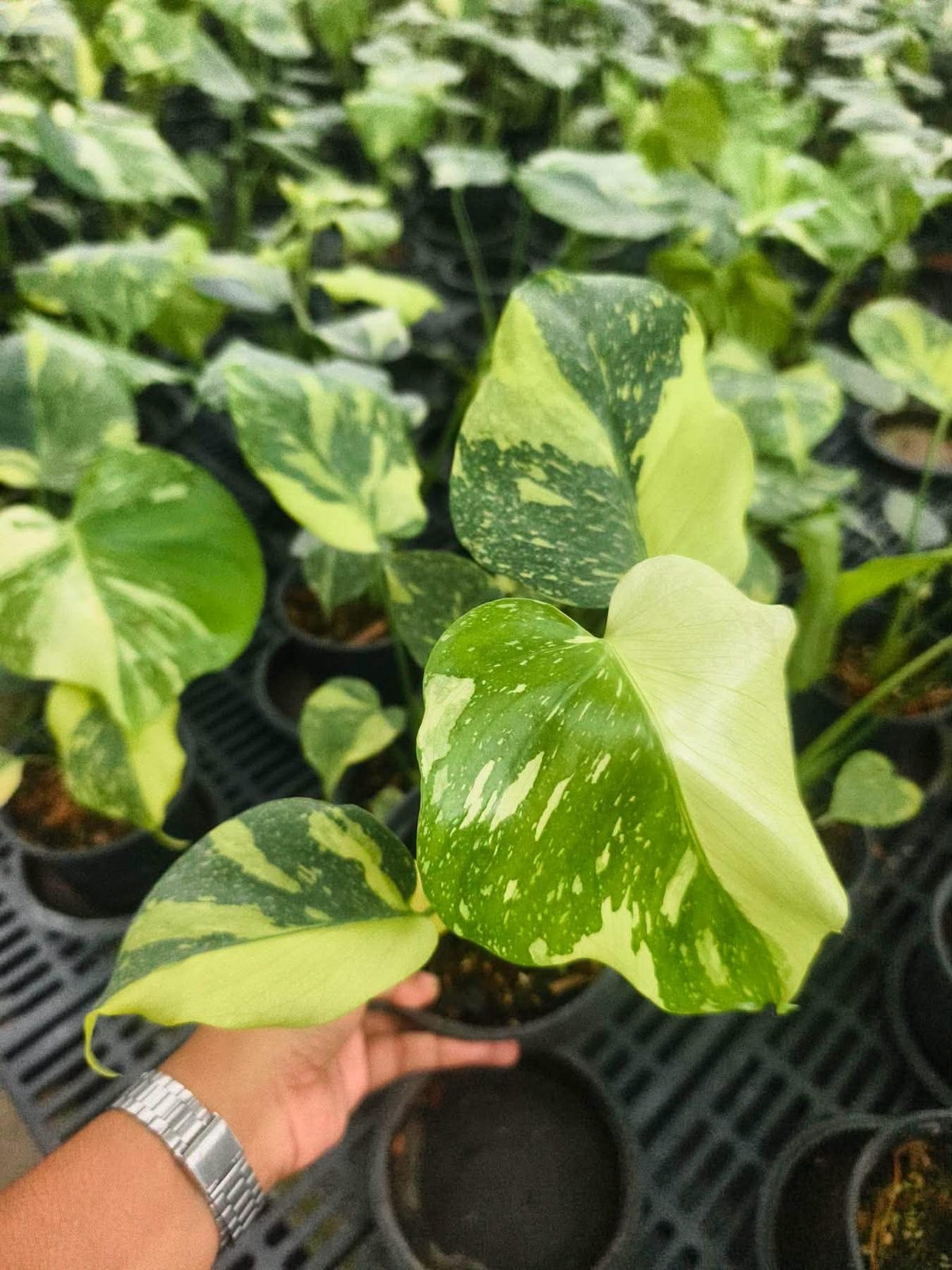 Monstera Electrolight (Small)