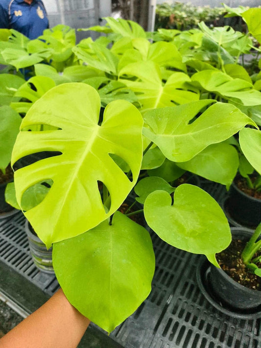 Monstera Banana