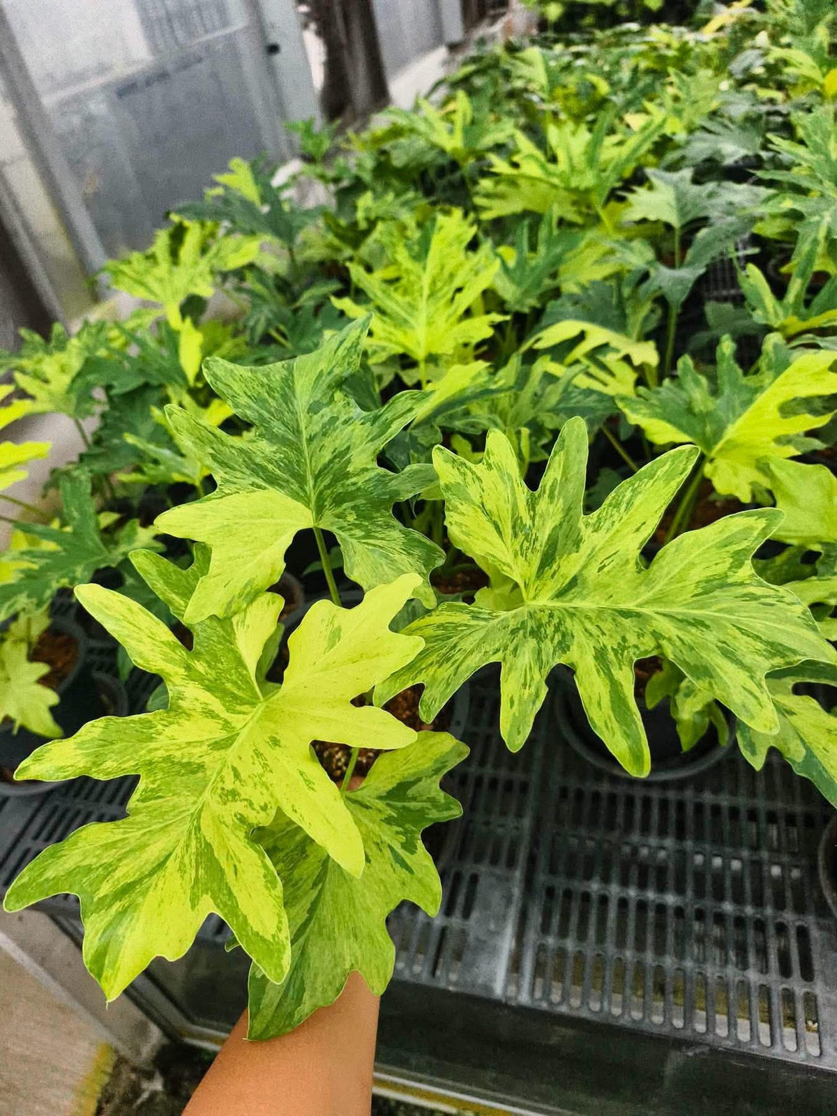 Philodendron Serum