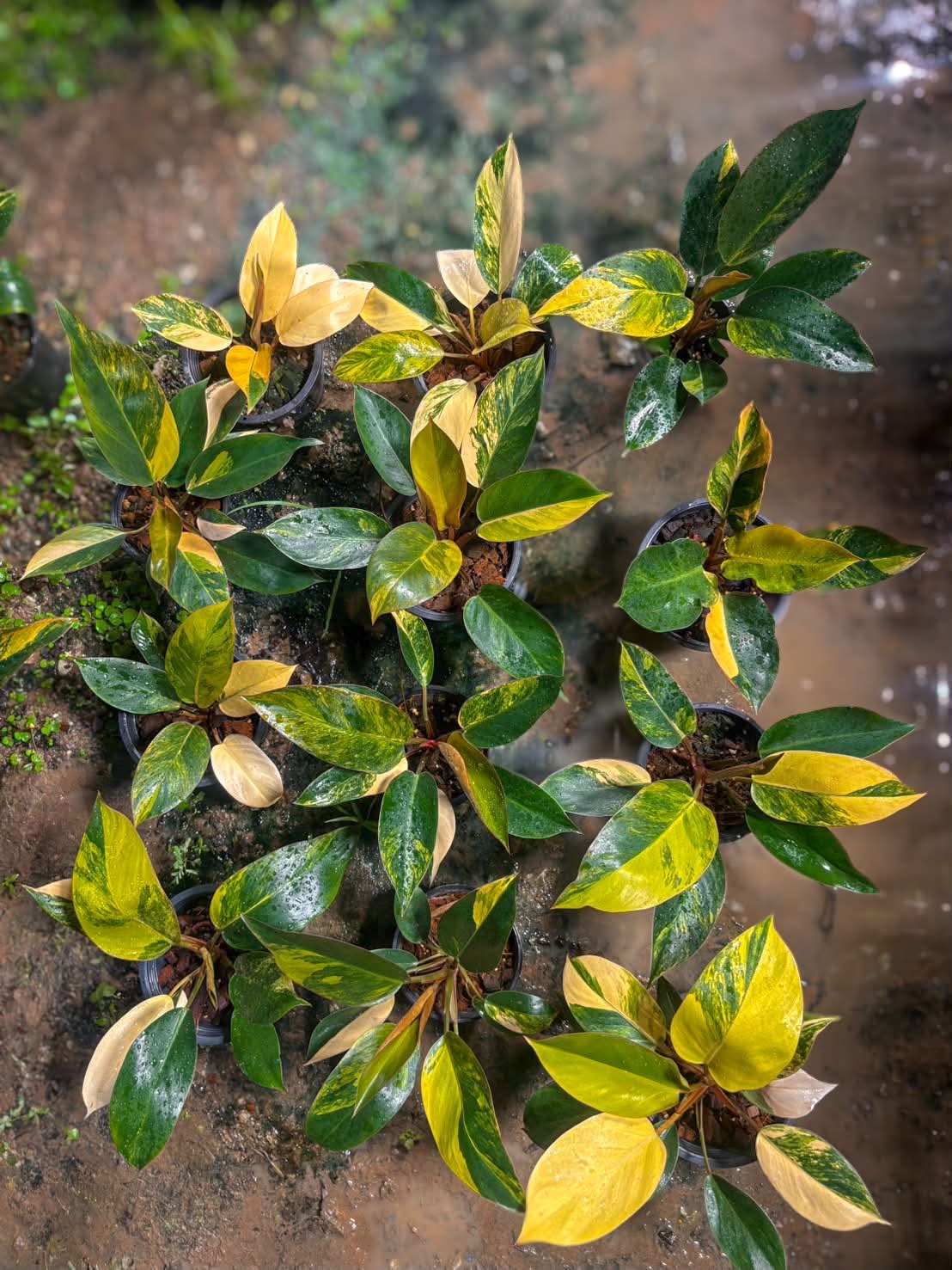 Philodendron Yellow Congo (Small)