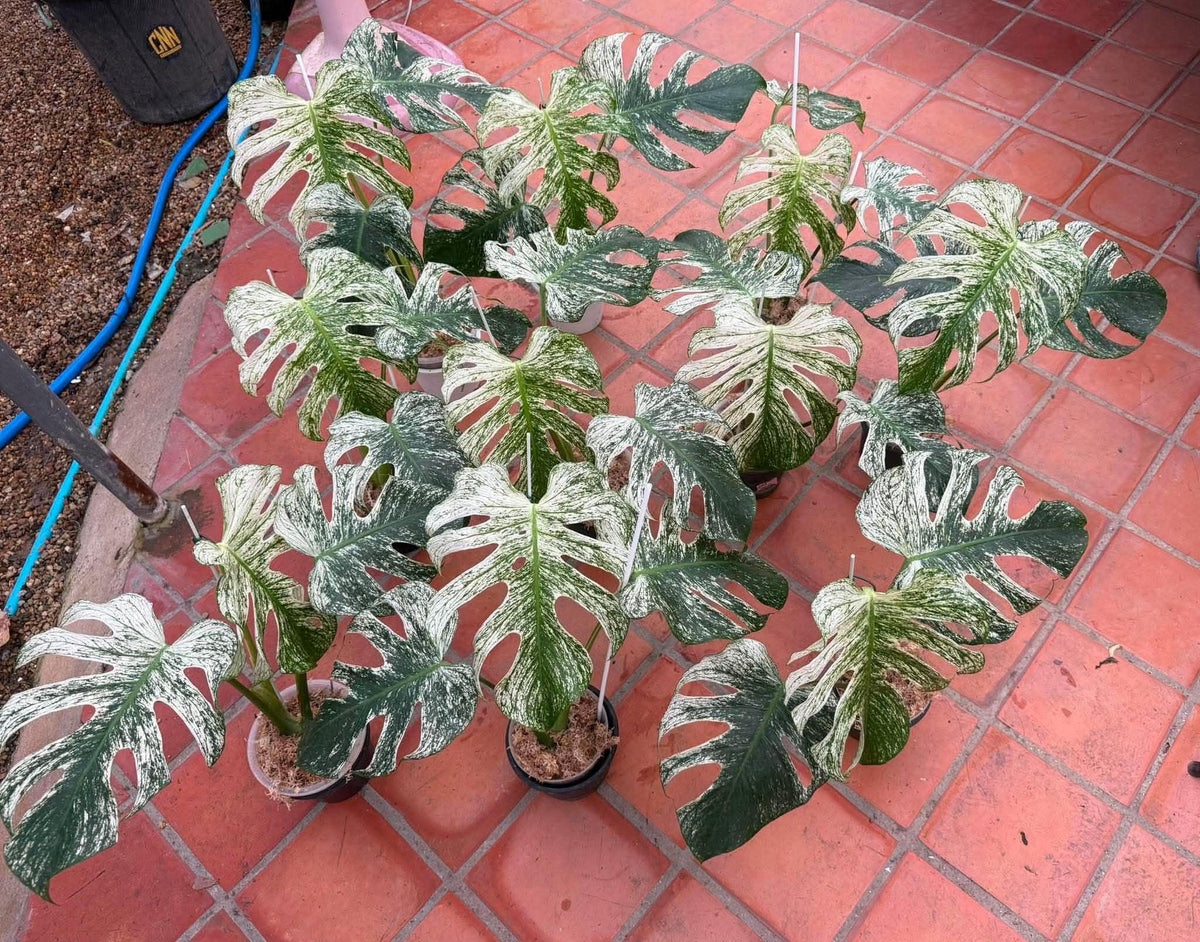 Monstera Devil