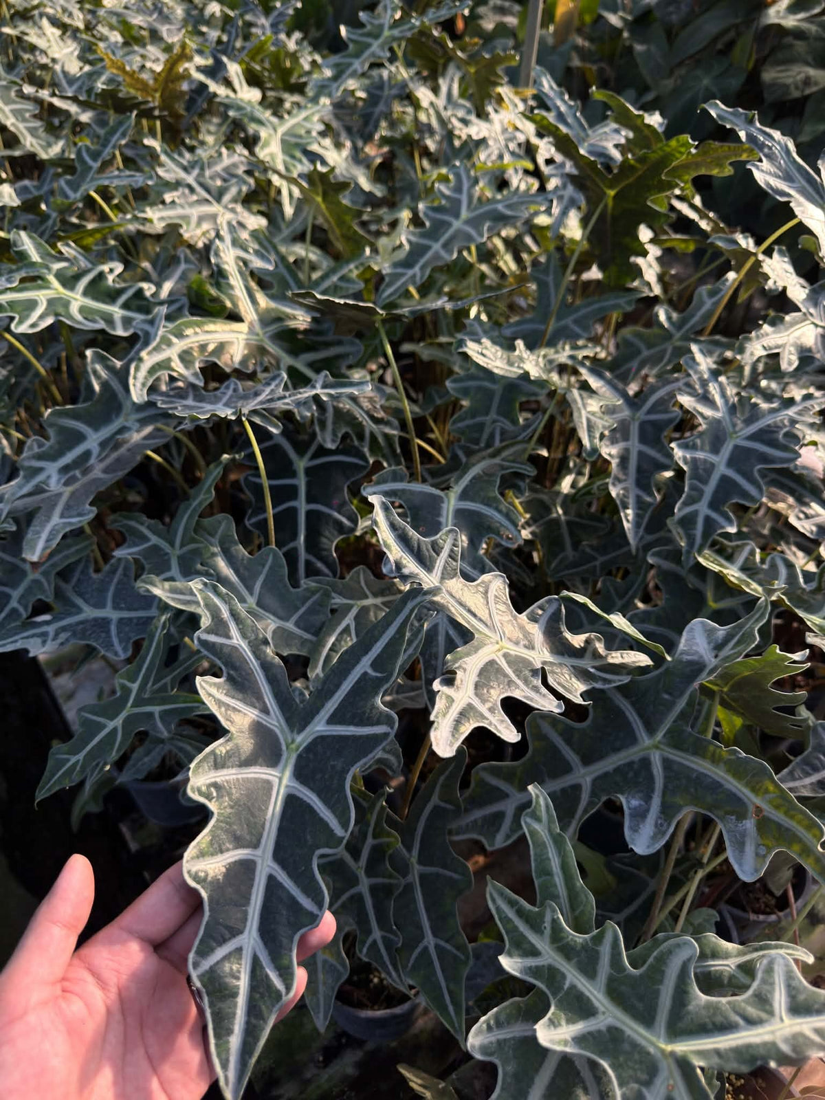 Alocasia Nobilis
