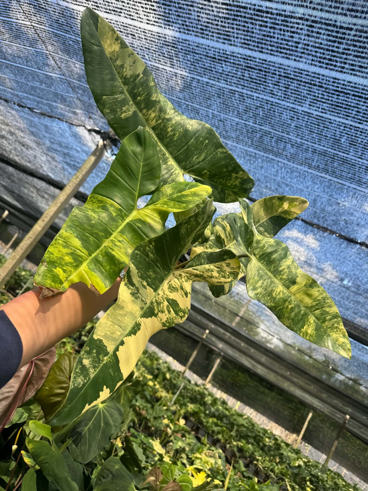Philodendron Brown Beauty