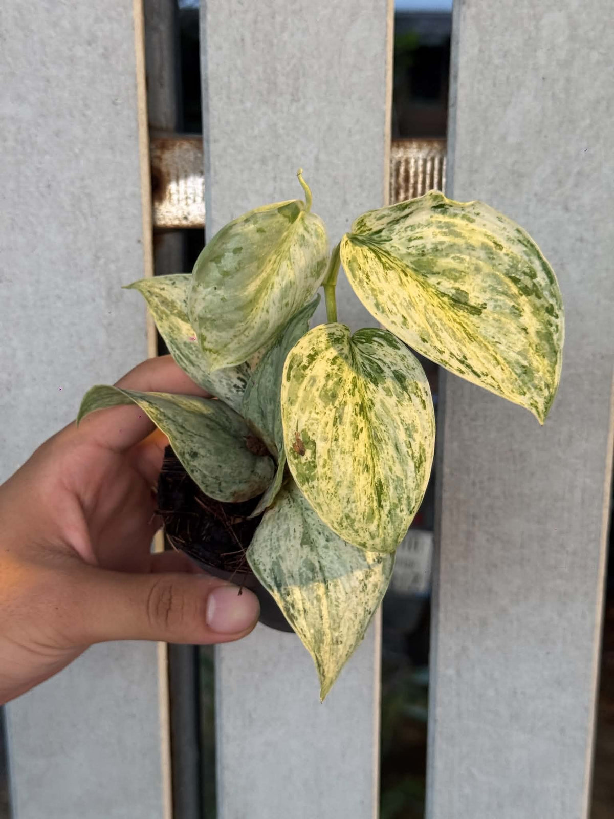Scindapsus Jade Satin Marble