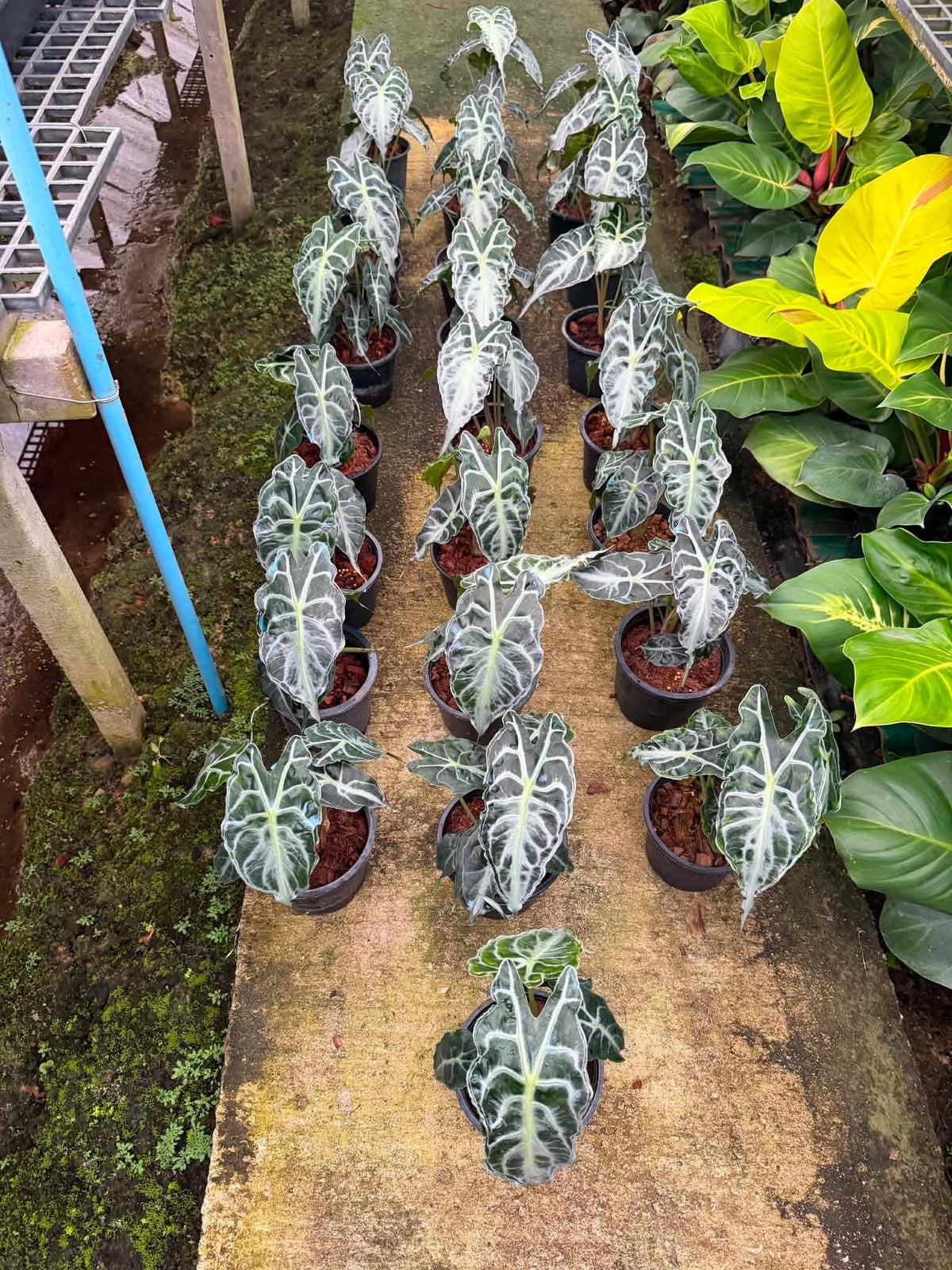 Alocasia Venom