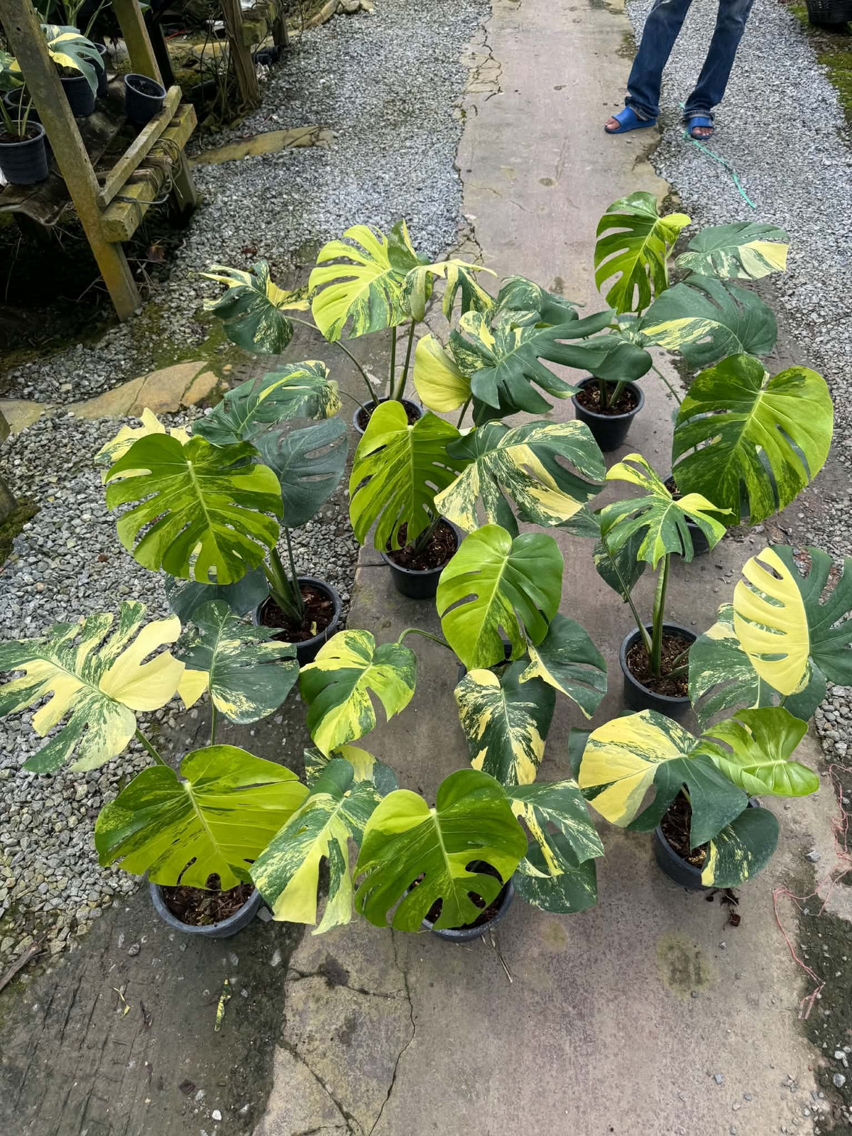 Monstera Pompom