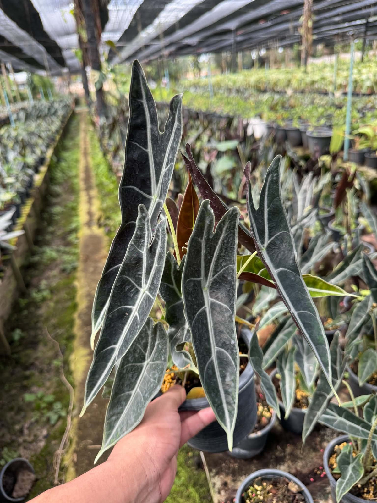 Alocasia Longiloba Purple