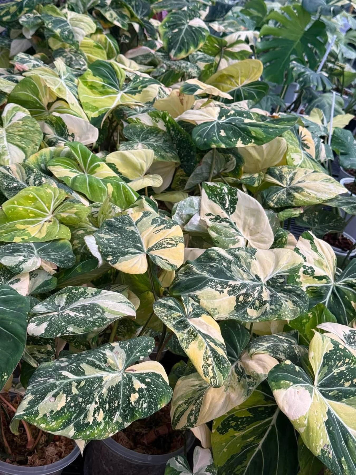 Philodendron Gloriosum Tricolor